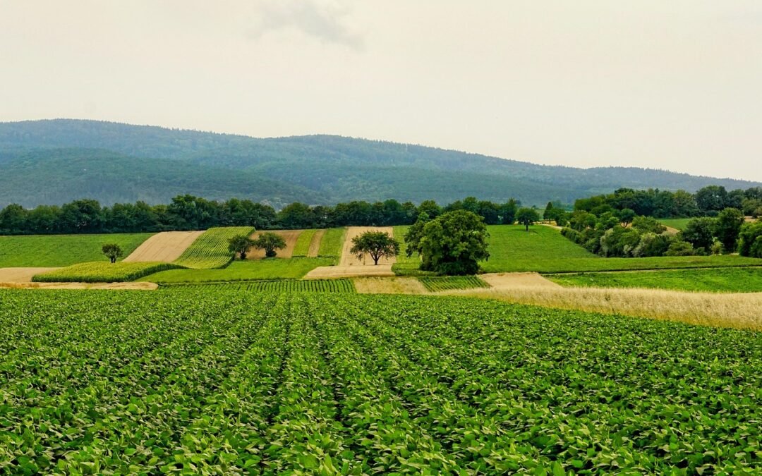 Tips for Successful Farming in Zambia: 2025 Guide for Aspiring and Existing Farmers