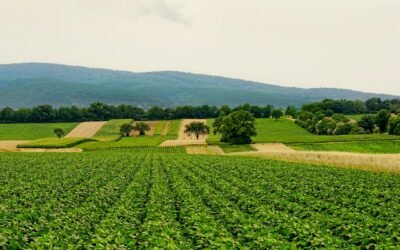 Tips for Successful Farming in Zambia: 2025 Guide for Aspiring and Existing Farmers