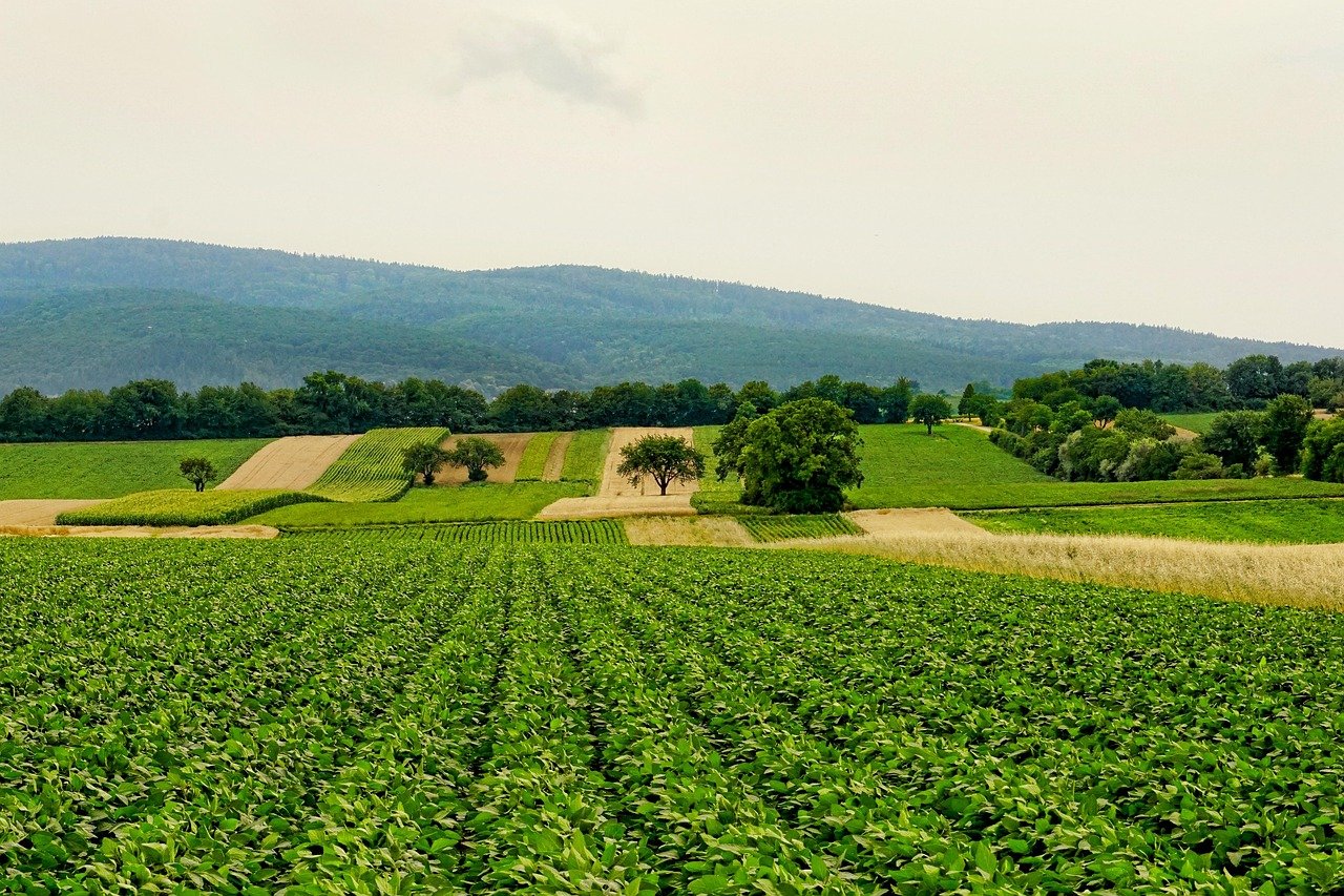 Tips for Successful Farming in Zambia, agriculture, landscape, panorama, hill, summer, agriculture, agriculture, agriculture, agriculture, agriculture